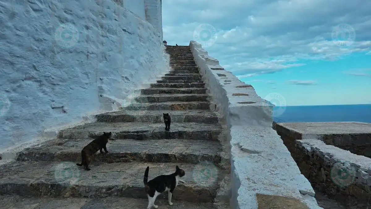 Final steps before the entrance, with cats
